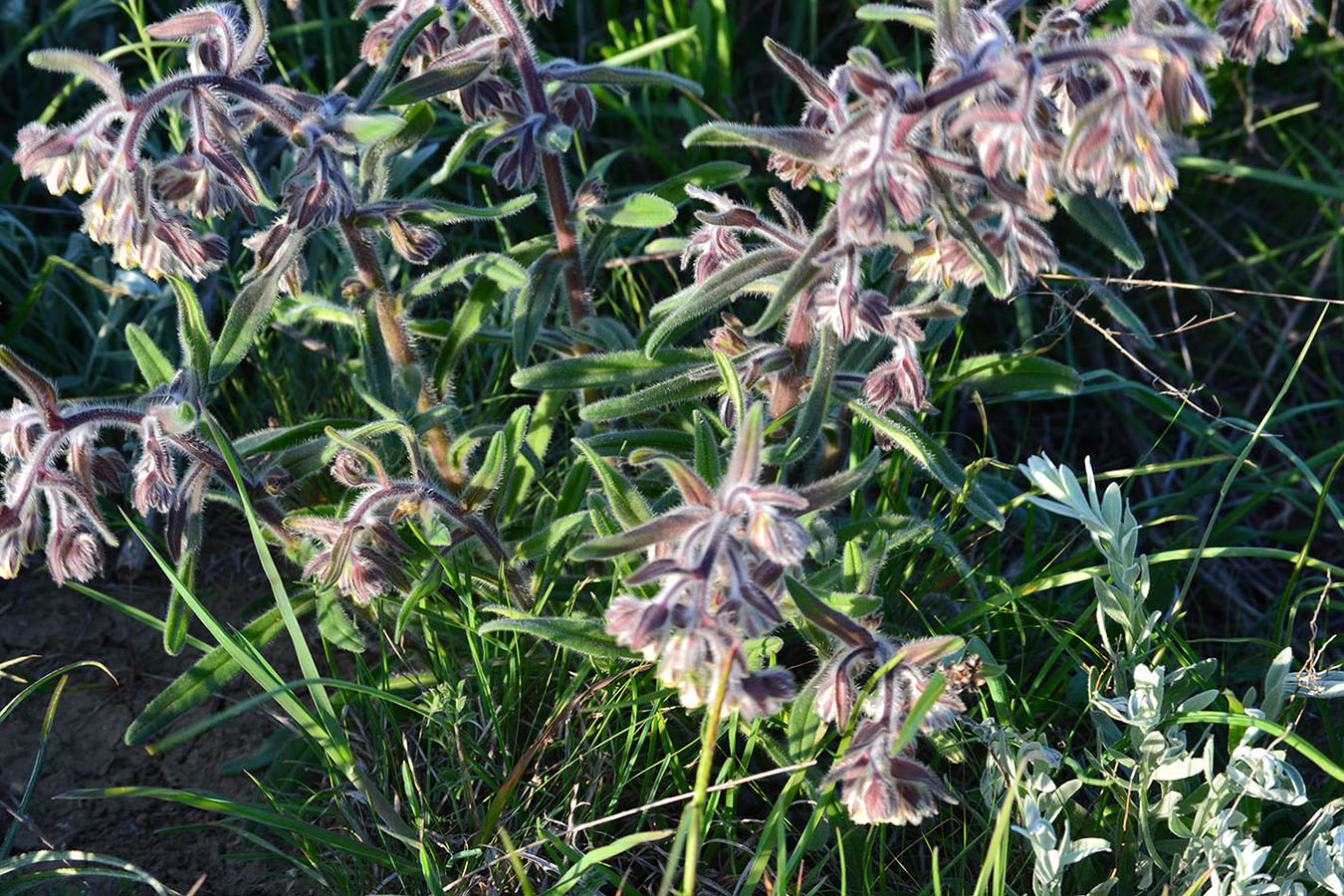 Изображение особи Onosma tinctoria.