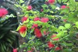 род Calliandra. Ветви цветущего растения. Таиланд, провинция Краби, курорт Ао Нанг. 17.12.2013.