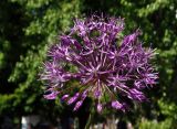 род Allium