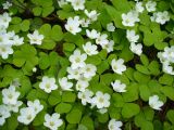 Oxalis acetosella. Цветущие растения. Ярославская область, пос. Красные Ткачи. 10 мая 2014 г.