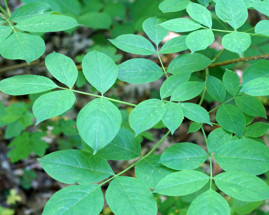 Image of Staphylea pinnata specimen.