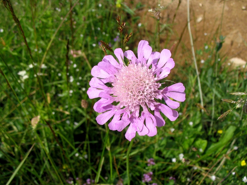 Изображение особи Scabiosa columbaria.