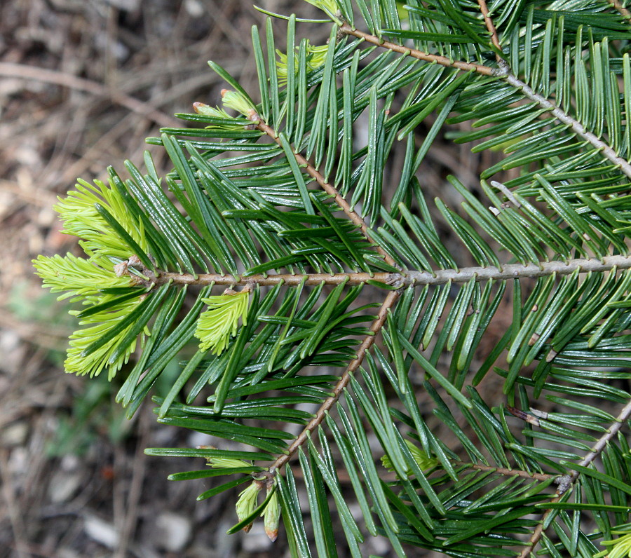 Image of Abies grandis specimen.