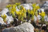 Sedum urvillei. Цветущее растение. Крым, Севастополь, Юхарина балка. 10.06.2014.