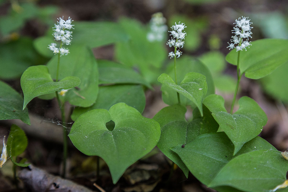 Изображение особи Maianthemum bifolium.