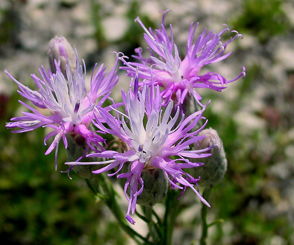 Изображение особи Jurinea stoechadifolia.