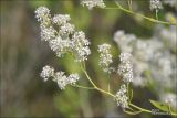 Lepidium latifolium