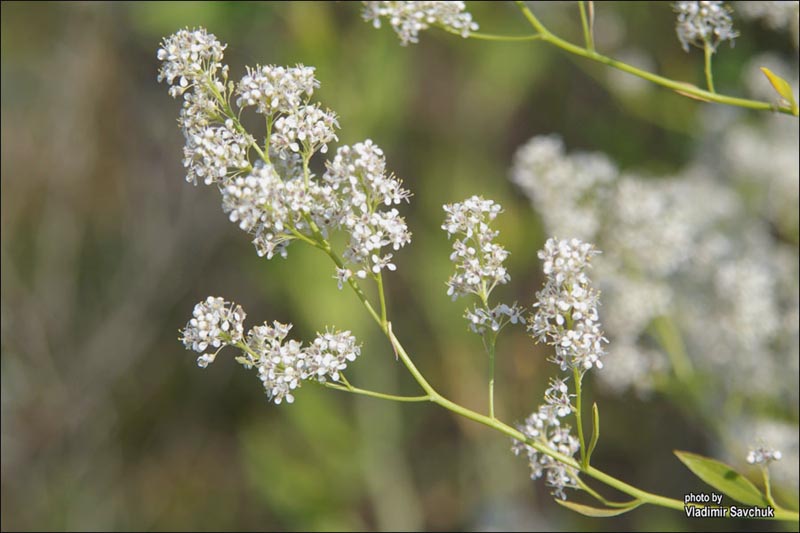 Image of Lepidium latifolium specimen.