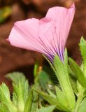 Linum pubescens