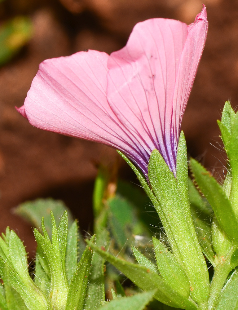 Изображение особи Linum pubescens.