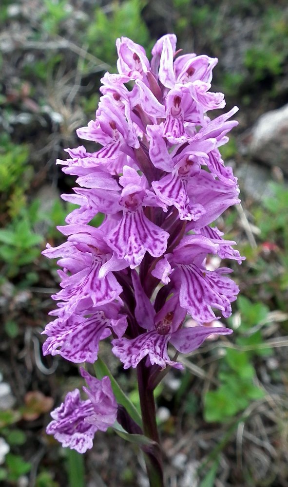 Изображение особи Dactylorhiza psychrophila.