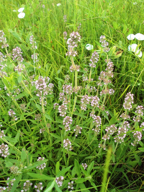 Изображение особи Thymus marschallianus.