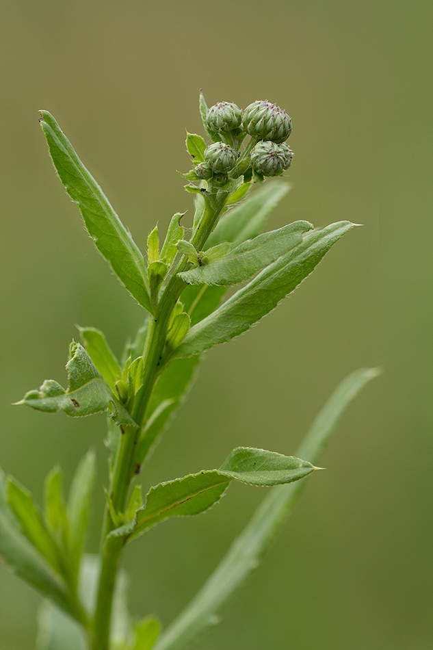 Изображение особи Cirsium setosum.