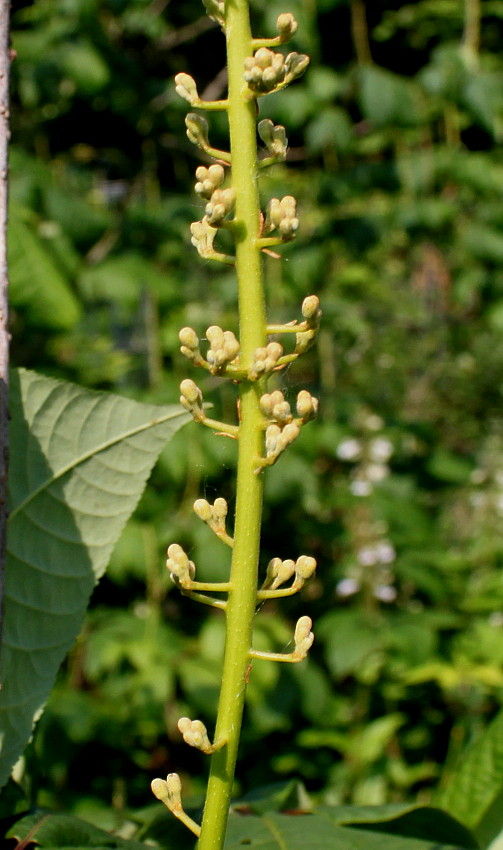 Изображение особи Aesculus parviflora.