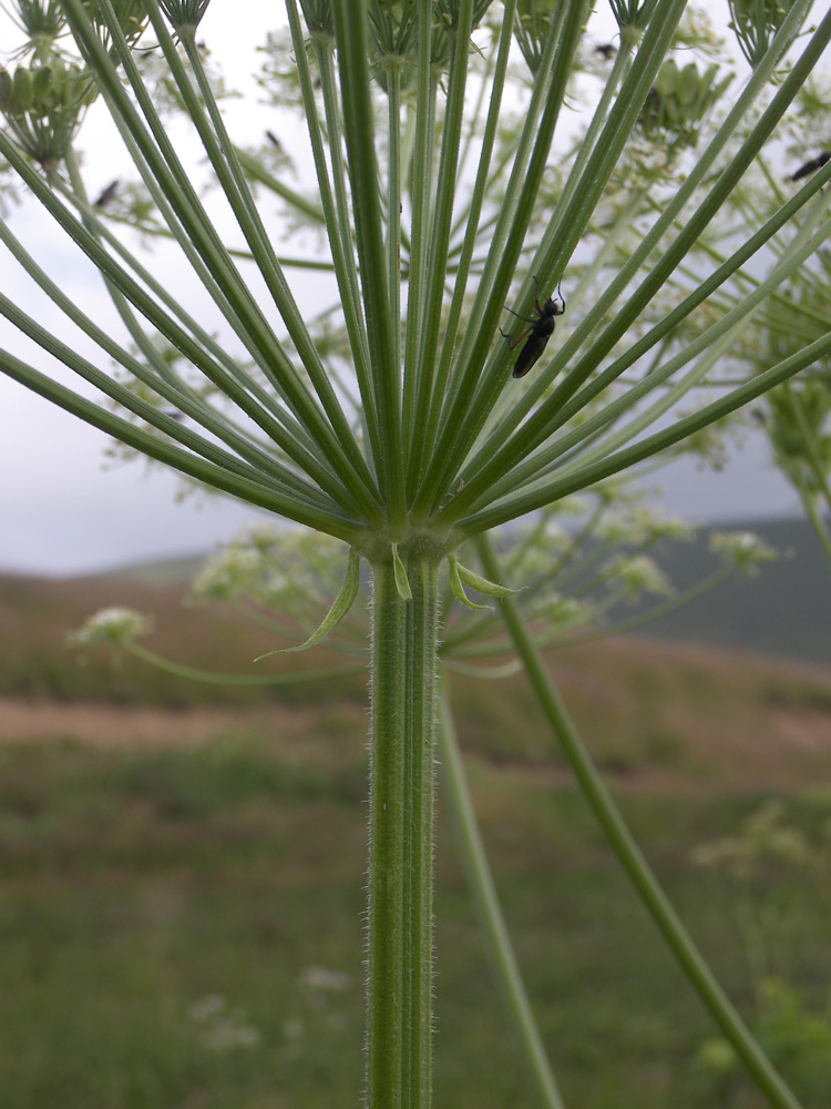 Изображение особи Heracleum asperum.