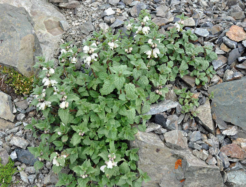 Image of Lamium tomentosum specimen.