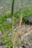 Image of taxon representative. Author is Николай Дегтярёв