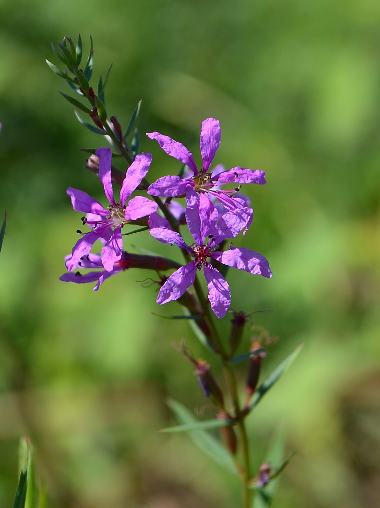 Image of Lythrum virgatum specimen.