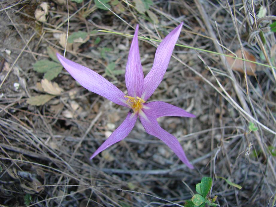 Image of Colchicum arenarium specimen.