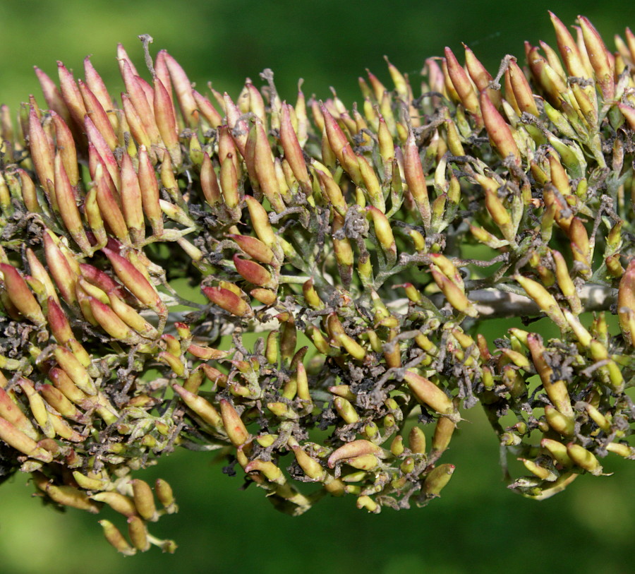 Image of Buddleja davidii specimen.