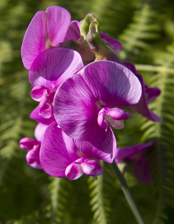 Image of Lathyrus latifolius specimen.