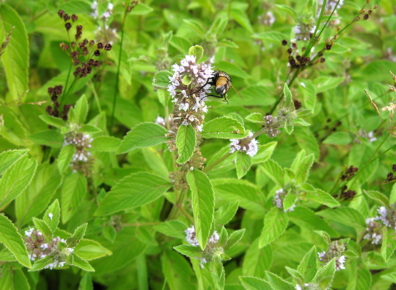 Image of Mentha arvensis specimen.