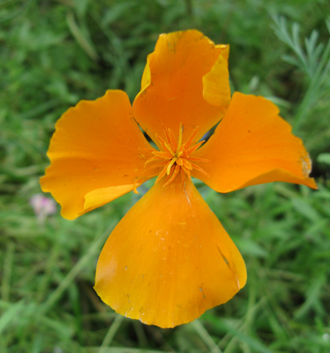 Изображение особи Eschscholzia californica.