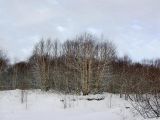 Изображение особи. Автор - Борис Большаков