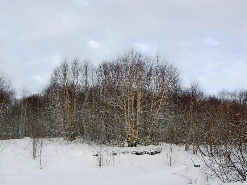 Изображение особи Betula ermanii.