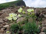 Papaver microcarpum