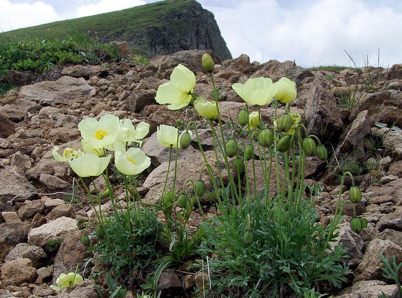 Изображение особи Papaver microcarpum.