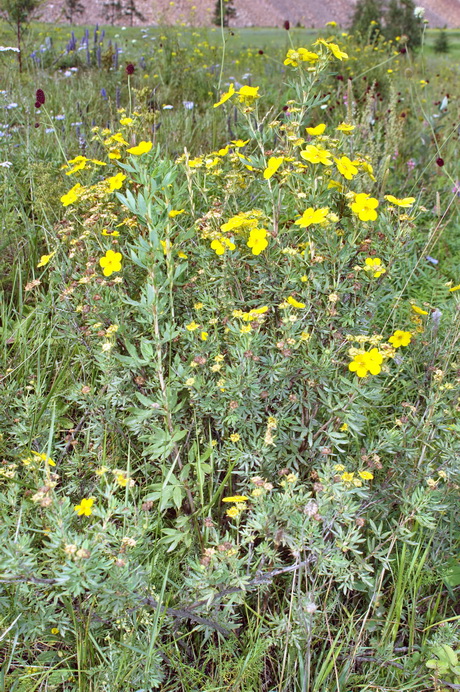 Image of Dasiphora fruticosa specimen.