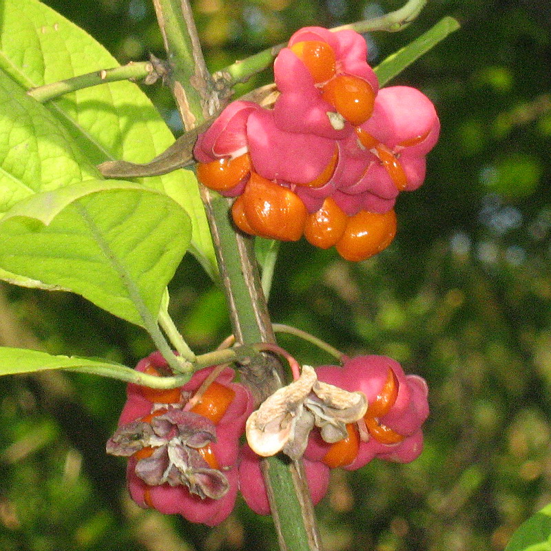 Image of Euonymus europaeus specimen.