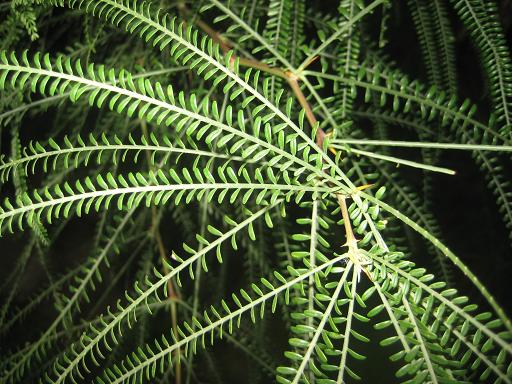 Изображение особи Parkinsonia aculeata.