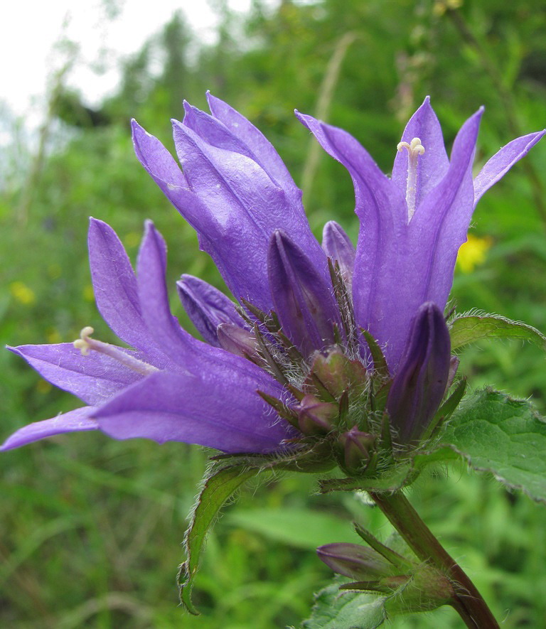 Image of Campanula glomerata specimen.