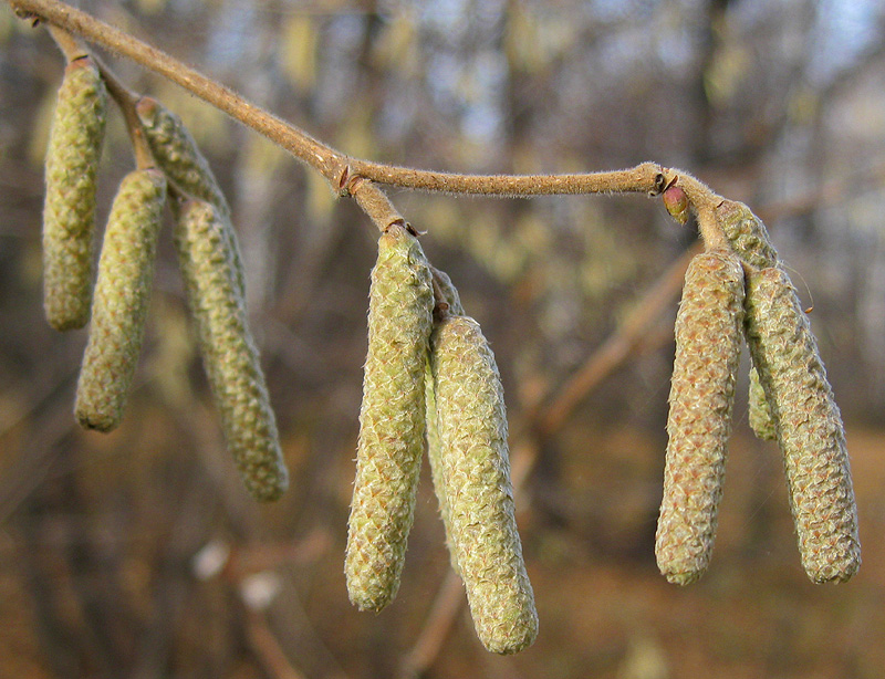 Image of Corylus avellana specimen.