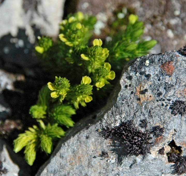 Image of Huperzia arctica specimen.