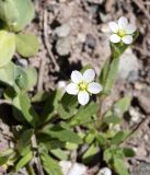 Holosteum glutinosum. Верхушки побегов с цветками. Кыргызстан, Чуйская обл., предгорье, склон восточнее с. Орто-Сай. 05.04.2015.