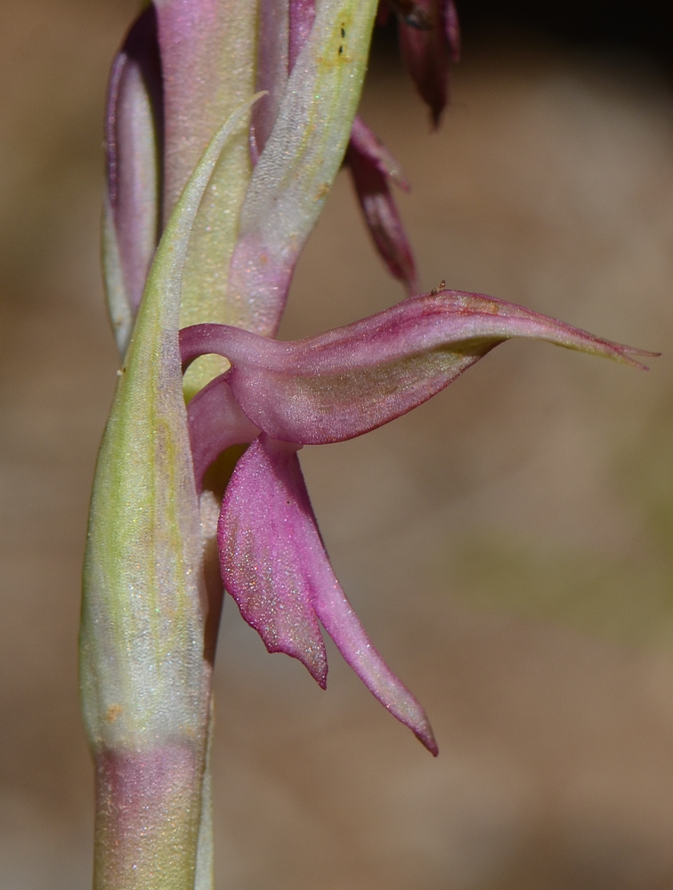 Image of Anacamptis sancta specimen.