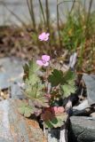 Geranium rotundifolium. Цветущее растение. Южный Казахстан, хр. Сырдарьинский Каратау, ущ. Еликсай. 02.05.2014.