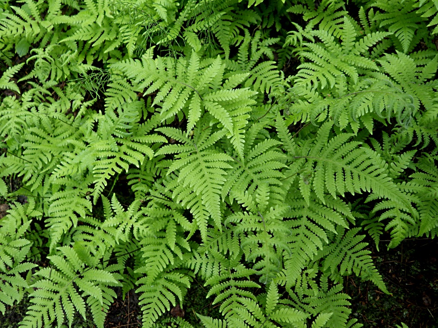 Изображение особи Phegopteris connectilis.