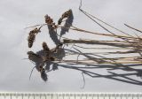 Image of taxon representative. Author is Сергей Банкетов