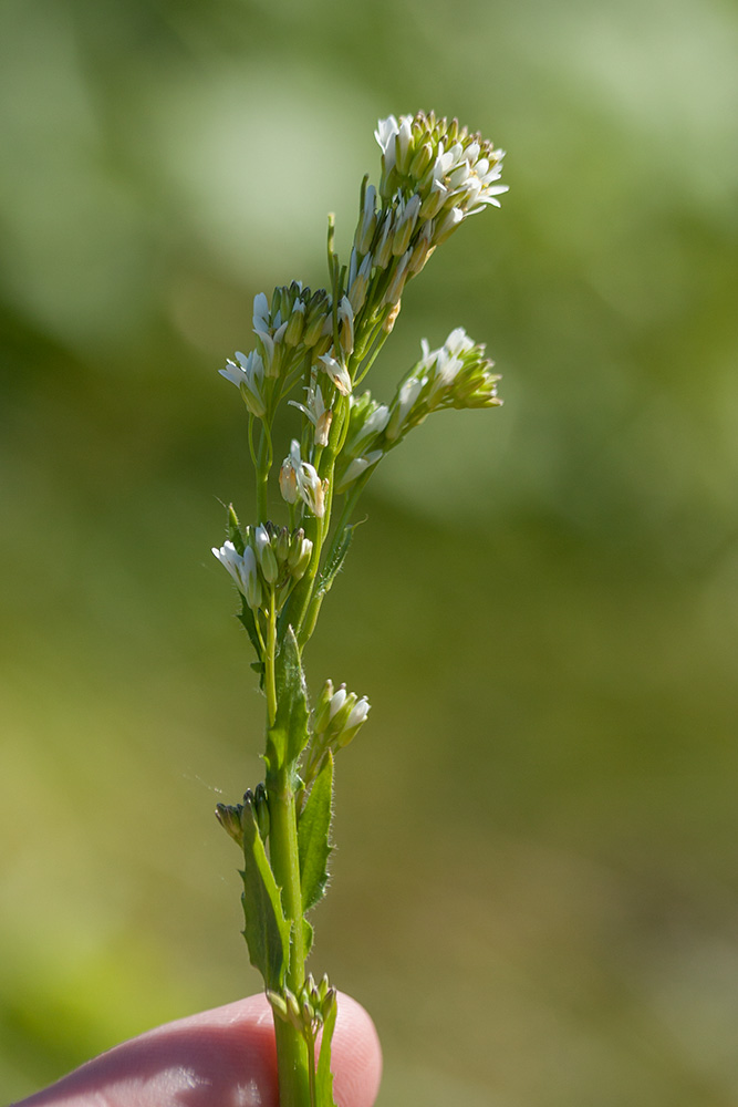 Изображение особи Arabis gerardii.