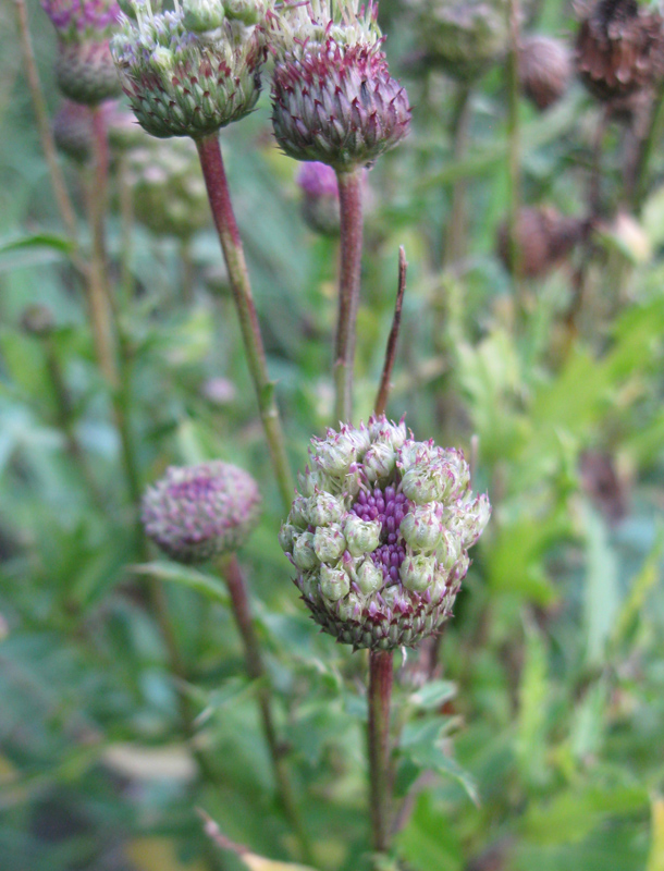 Image of Cirsium arvense specimen.