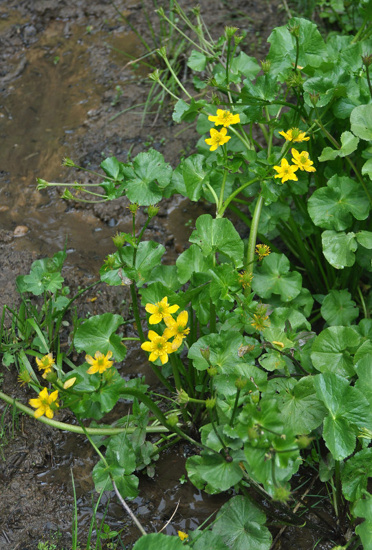 Image of Caltha polypetala specimen.