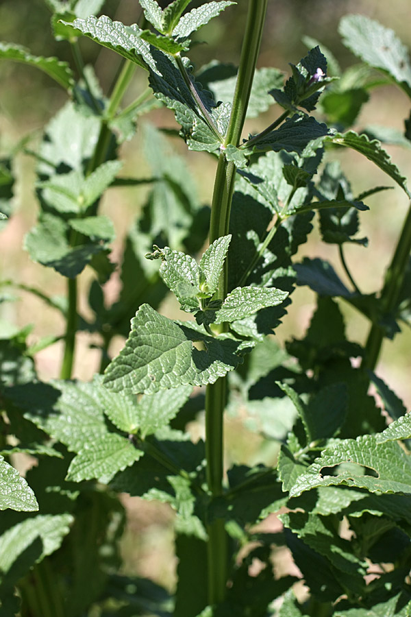 Image of Nepeta nuda specimen.