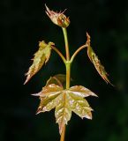 Acer platanoides. Верхушка развивающегося побега. Московская обл., Раменский р-н, окр. дер. Хрипань, садовый участок. 11.07.2015.