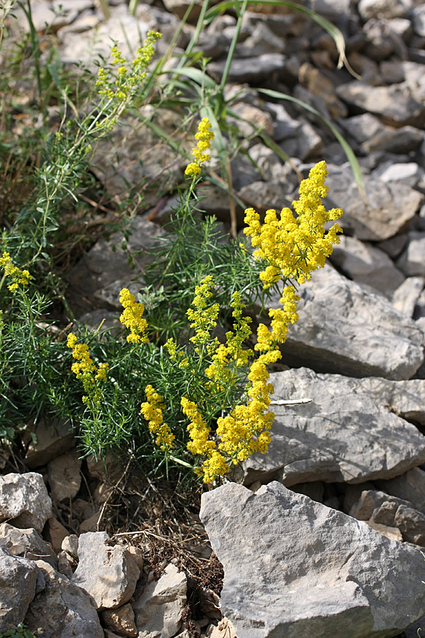 Image of Galium verum specimen.
