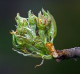 Pyrus communis