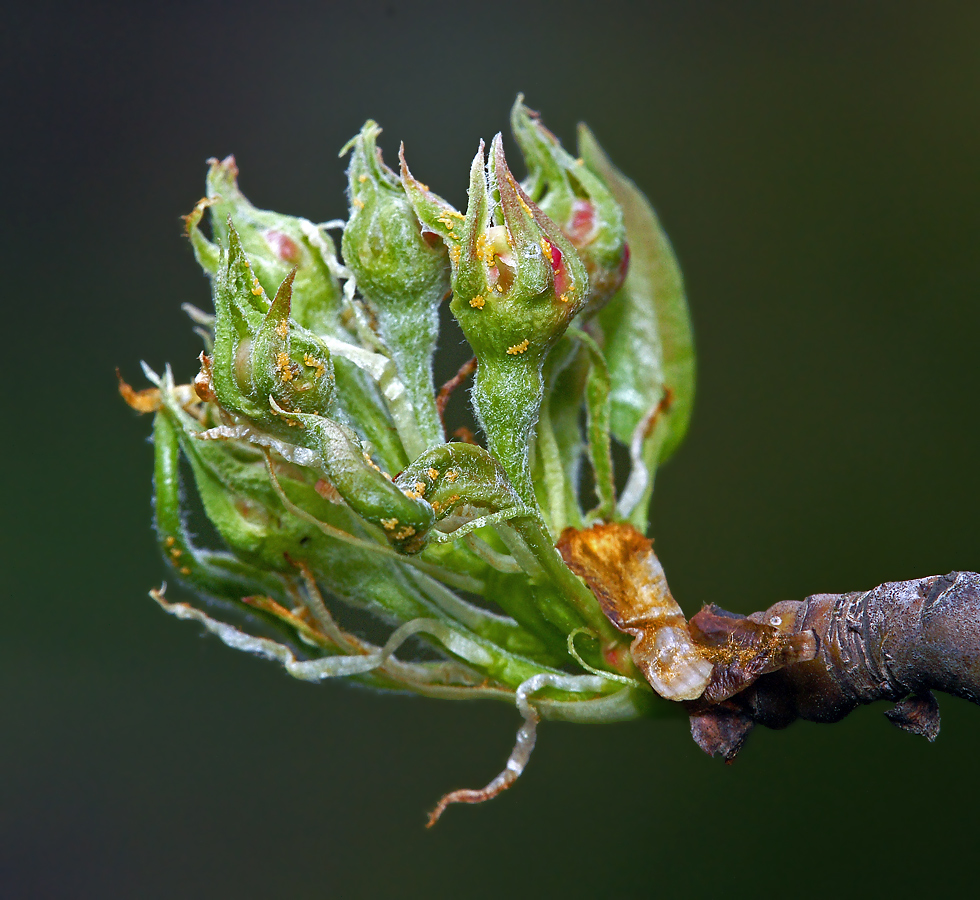 Изображение особи Pyrus communis.